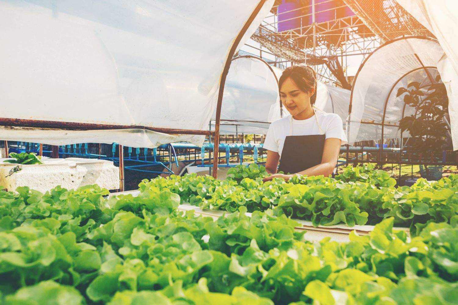 Smart Farming3