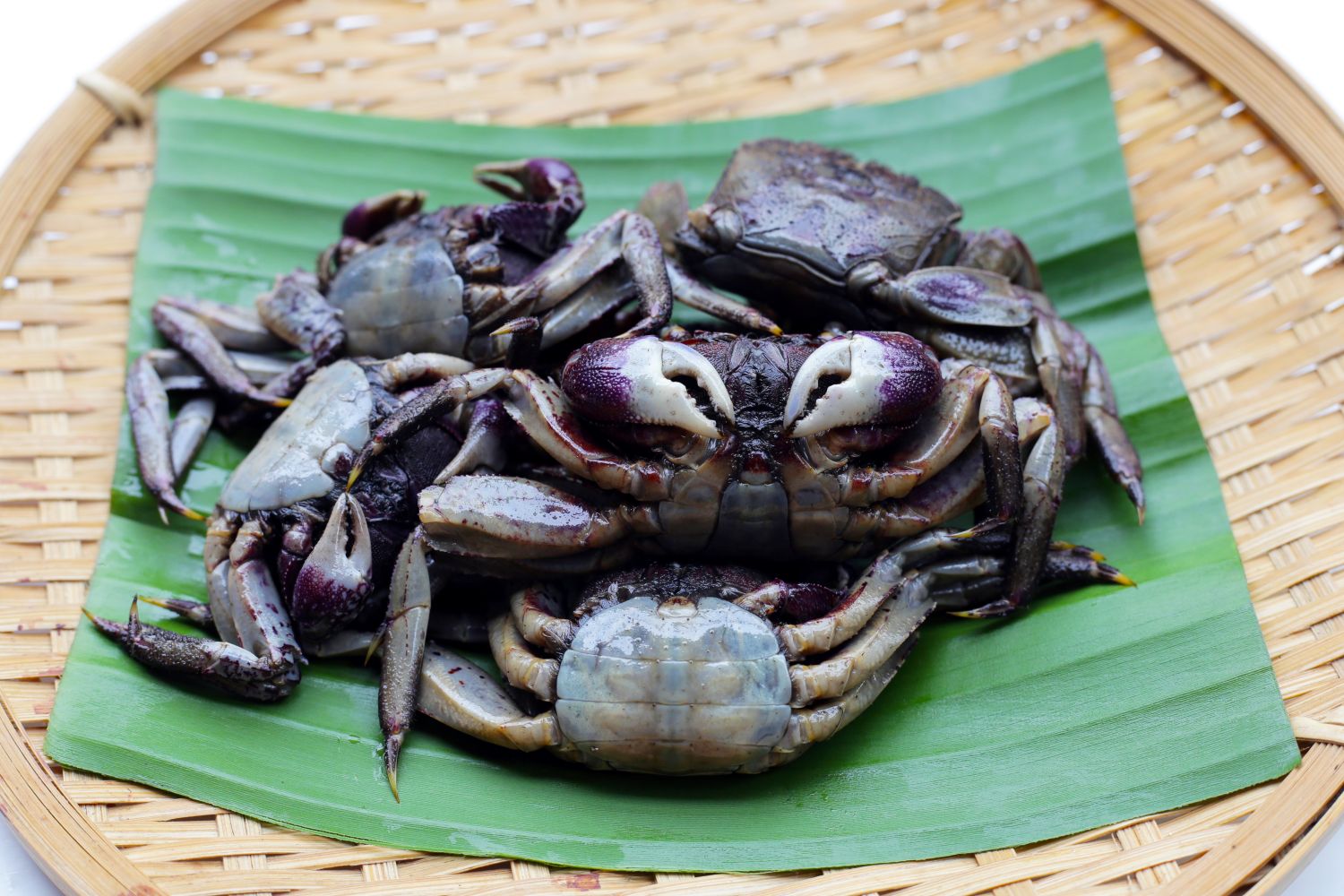 Rice-field crab farming