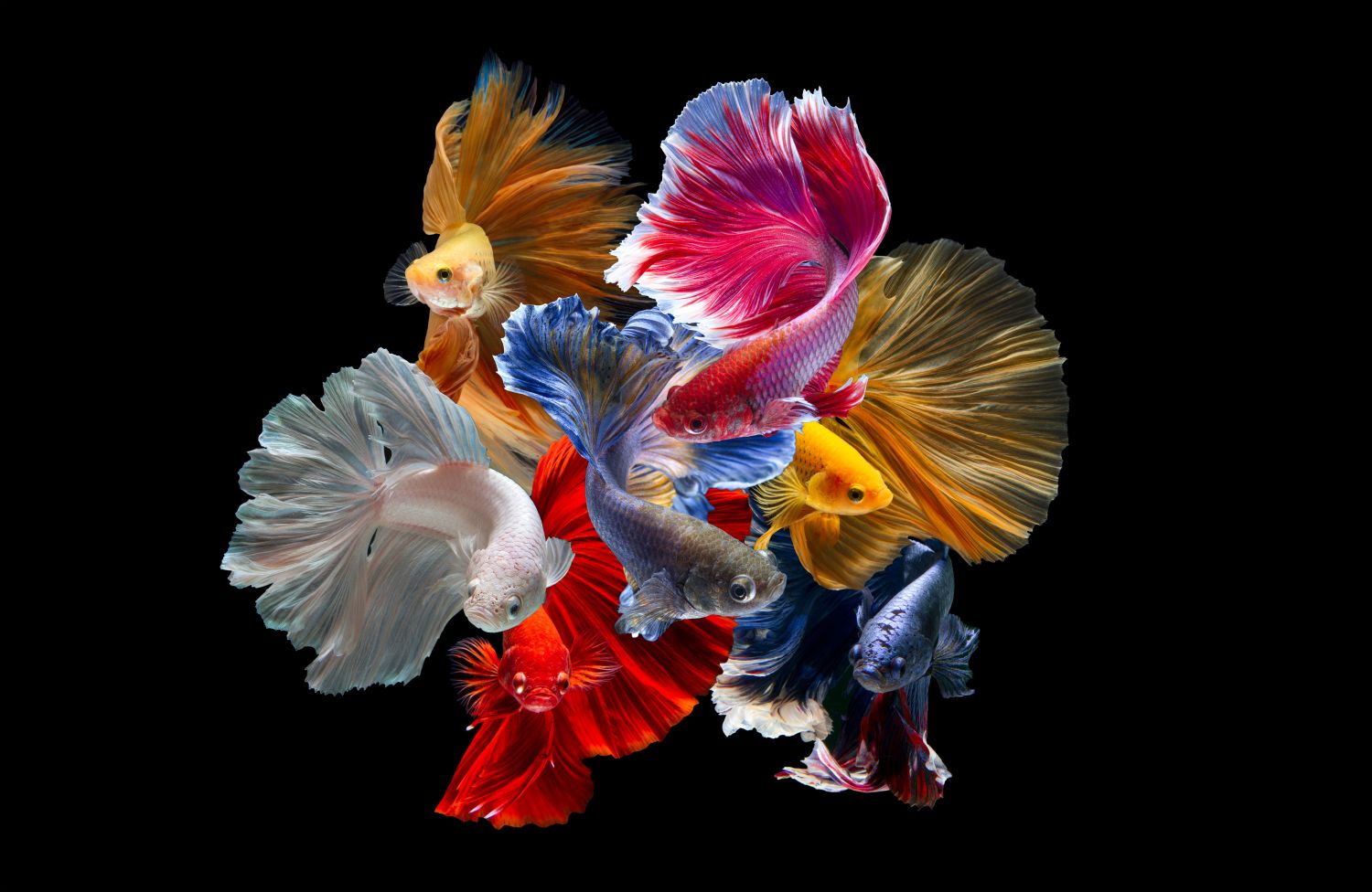 Taking ornamental Siamese fighting fish to the global stage.